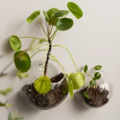 Glasvas Vägg 15x15cm Transparent
